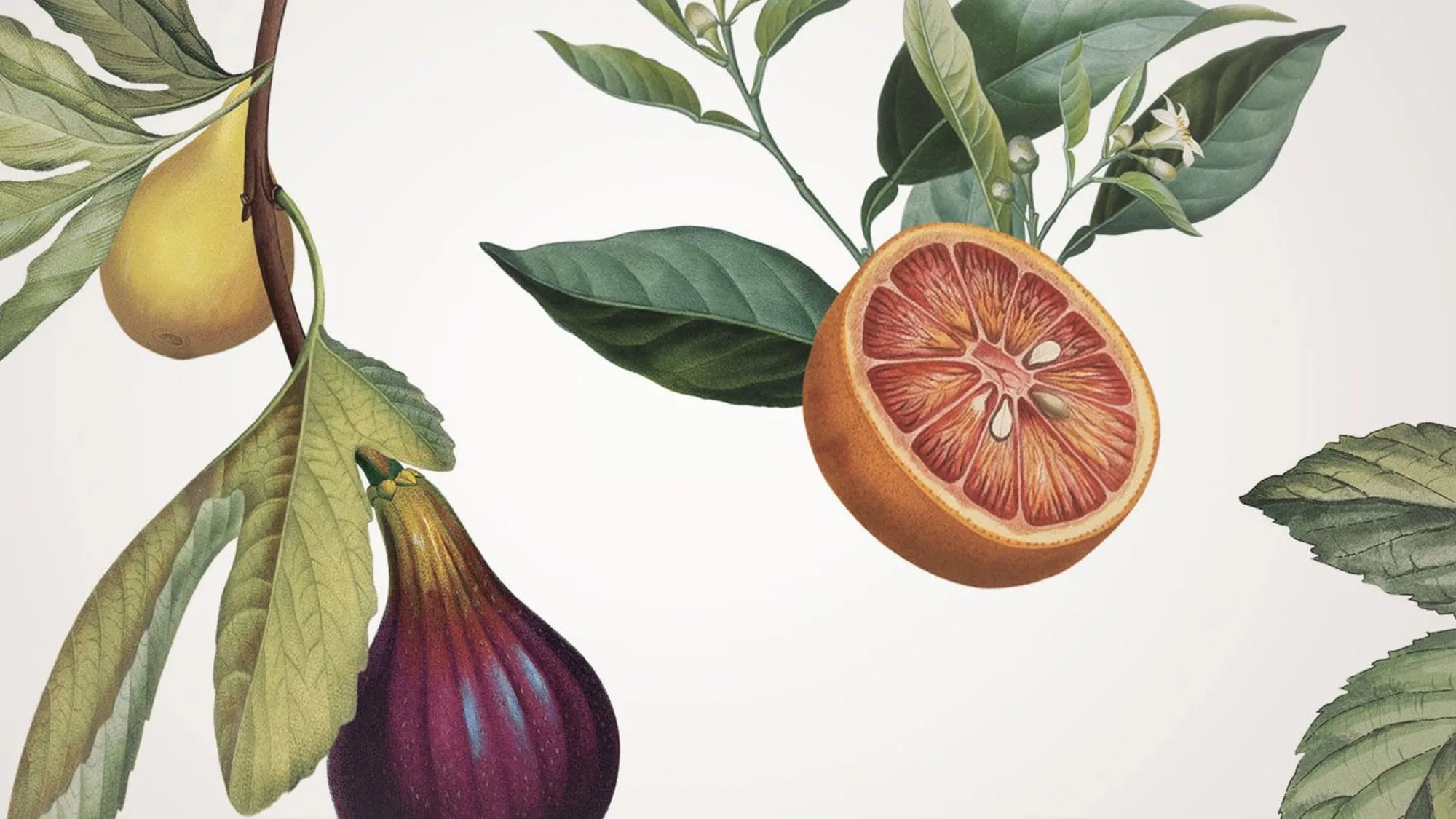 Nourish Organic botanical illustration system by Madplum Creative.
